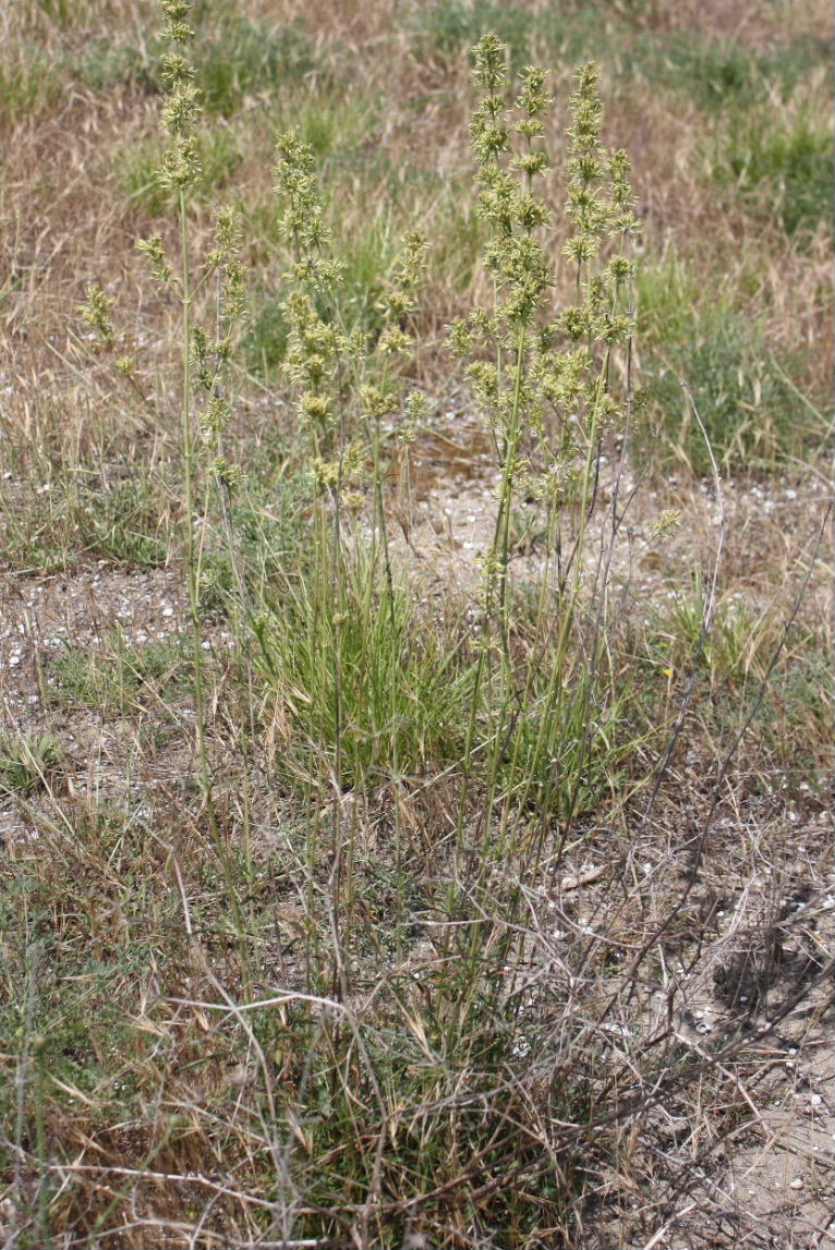 Silene otites / Silene otite